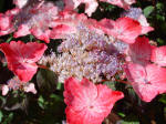 Hydrangea serrata 'Rose Pink'